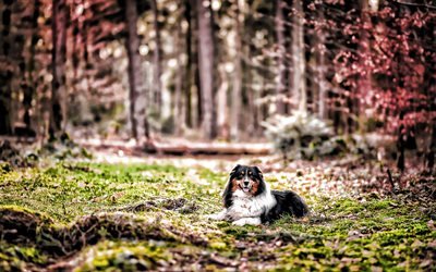 Bernese Mountain Dog, forest, big fluffy dog, cute animals, pets, dogs, Berner Sennenhund