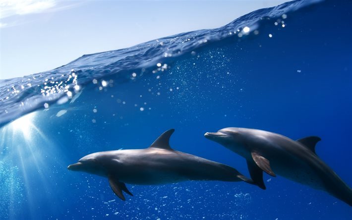mar, os golfinhos, subaqu&#225;tico, mam&#237;feros