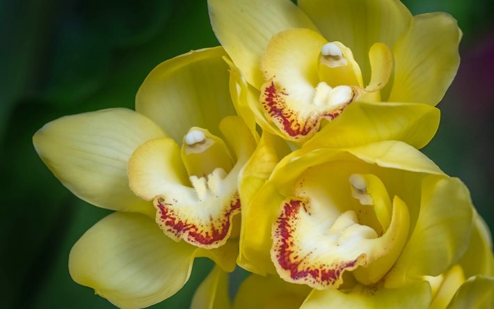 gelbe orchideen, tropische blumen, orchideen, gelbe bl&#252;ten