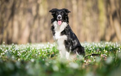 border collie, black and white dog, pets, spring, snowdrops, flower field, dogs