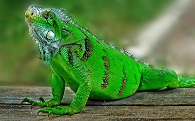 iguana, green lizard, green iguana, wildlife, lizards