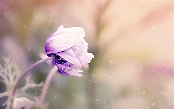 anemone, bud, violet flower, anemonastrum, blur