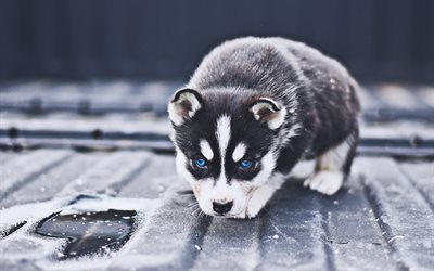 Siberian Husky, puppies, cute animals, pets, dogs, small siberian husky