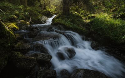 mountain river, stones, forest, waterfall, moss, river in the mountains, fern, green bushes