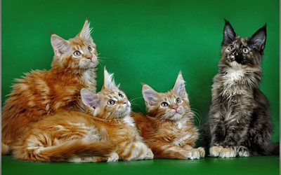 maine coon, domestic cats, quartet, red cat, black cat, American breeds of cats