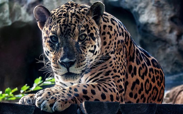 leopard, villi kissa, predator, wildlife