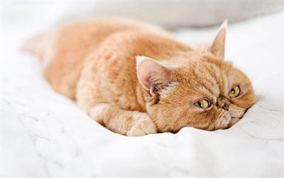Ginger Persian Cat, cute animals, lying cat, bokeh, cats, domestic cats, pets, ginger cat, Persian Cat