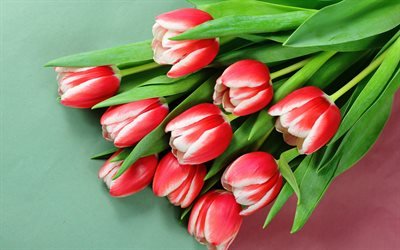 rote und wei&#223;e tulpen, fr&#252;hling, hintergrund mit tulpen, rote tulpen, fr&#252;hlingsblumen, tulpen