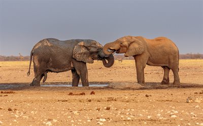 elefanter, vilda djur, afrikansk elefant, afrika