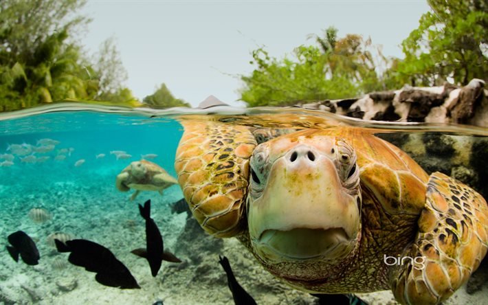 Yeşil kaplumbağa, okyanus, Bora Bora, Fransız Polinezyası, tropik adalar, palmiye ağa&#231;ları