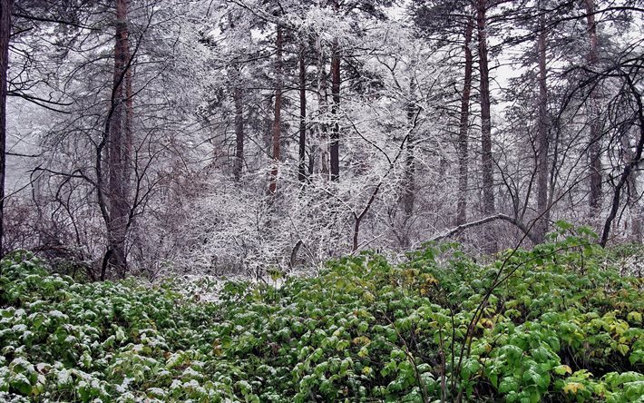 snow, winter, forest, trees, nature