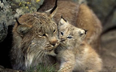 natur, tiere, lynx, cub, baby