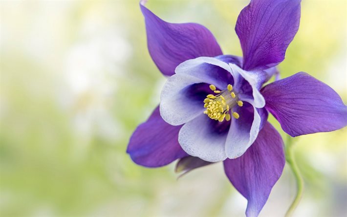 Columbine, purple flower, close-up, blur