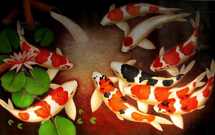 brocade carpa, o peixe koi, coloridas carpas, jap&#227;o, koi