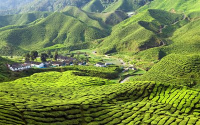 Cameron Highlands, 4k, tea plantations, hills, summer, Malaysia, Asia