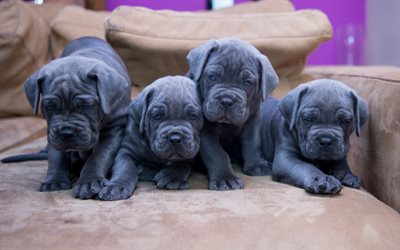 Cane Corso, gray small puppies, small dogs, quartet, pets, dogs, 4K