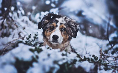 small aussie, winter, close-up, australian shepherd, puppy, pets, aussie, dogs, cute animals, australian shepherd dog, aussie dog