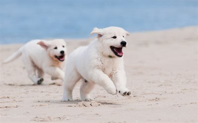 golden retrievers, puppies, labrador, cute little dogs, beach, sand, dogs