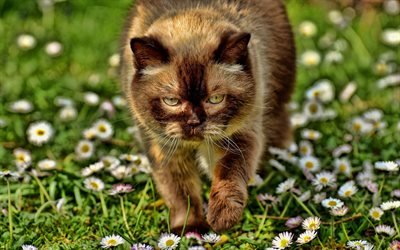 Brown British Shorthair, bokeh, gato dom&#233;stico, HDR, gato marr&#243;n, mascotas, gatos British Shorthair, simp&#225;ticos animales, Gato Brit&#225;nico de Pelo corto