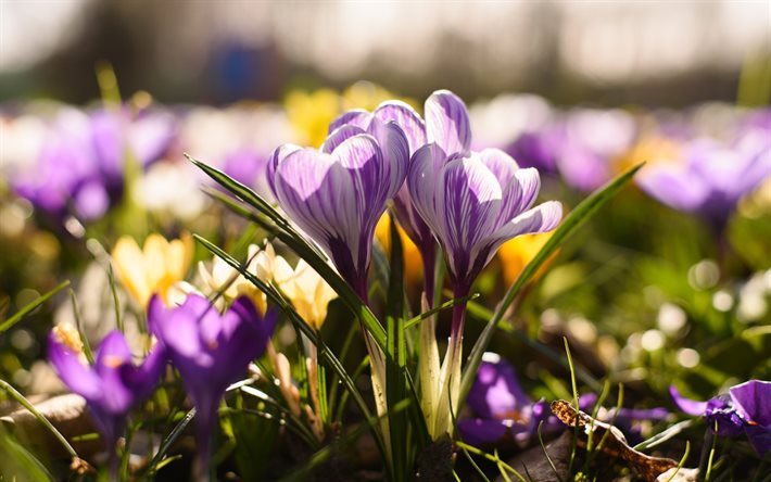 Primavera, zafferano, fiori di campo, di mattina, fiori viola