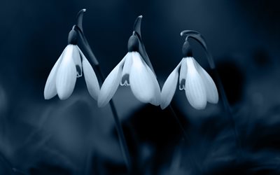 snowdrops, night, black background, spring flowers, background with snowdrops