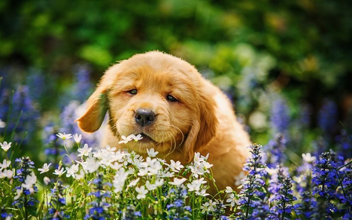 ゴールデンレトリーバー, 子犬, ラブラドール, 花, かわいい動物たち