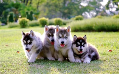 puppies of husky, quartet, cute little animals, puppies, small dogs, pets