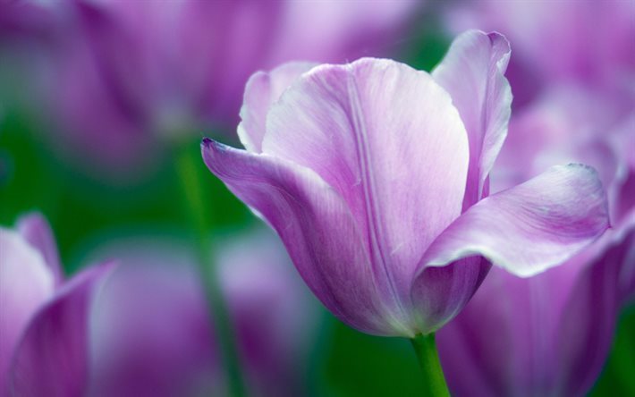 macro, bud, blur, purple tulip, tulips