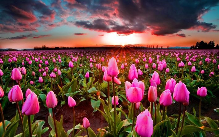 clouds, field of tulips, sunset, pink tulips