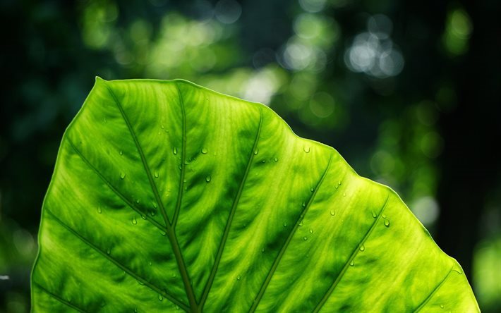 green leaf, plants, leaf, dew drops, blur