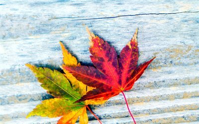 folhas de outono coloridas, macro, fundo de madeira azul, conceitos de outono, duas folhas, outono