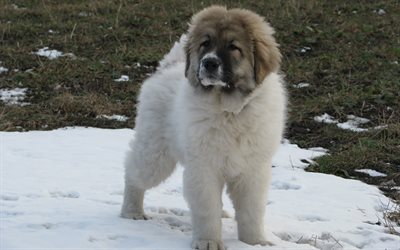 Caucasian Shepherd Dog, puppy, white fluffy dog, snow, caucasus, domestic dogs, Russia