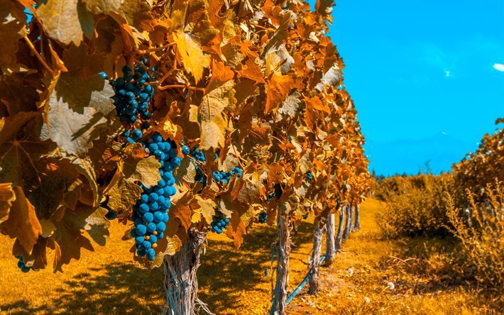 autumn, grapes, vineyard, fruit, Bunch of Grapes