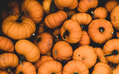 Orange pumpkins, harvest, background with pumpkins, halloween, autumn harvest, pumpkins