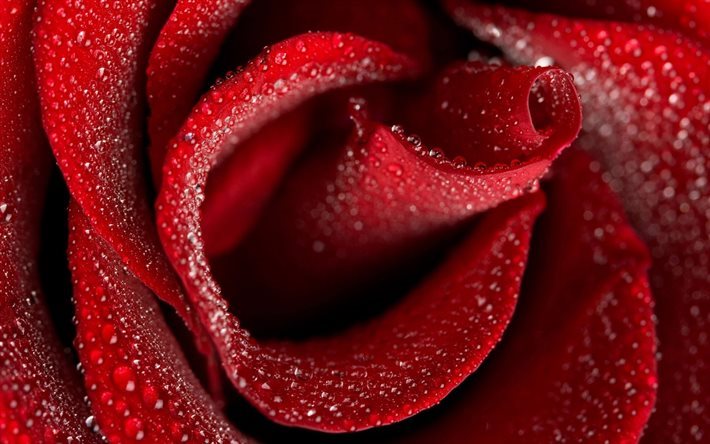 red rose, close-up, bud, drops, dew, roses