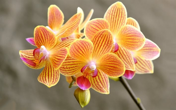 orkid&#233;er, orange orkid&#233;er, vackra blommor, tropiska blommor