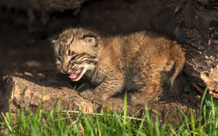lynx, small predator, green grass, wildlife, small lynx