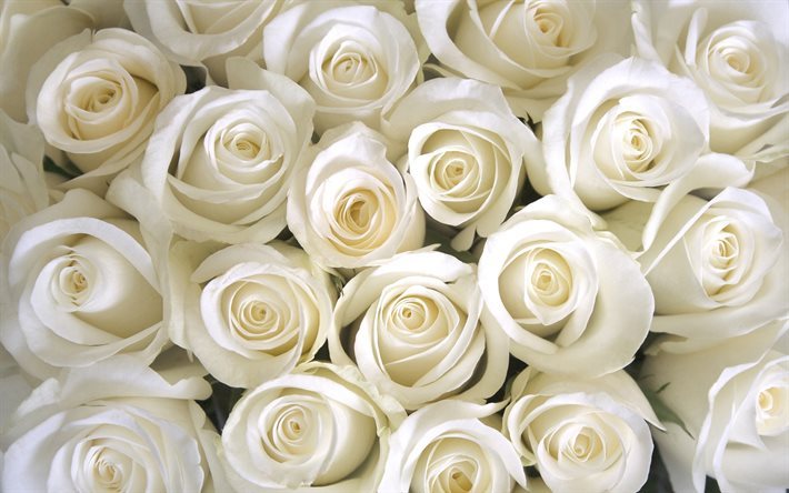 White roses, bouquet of roses, white flowers, roses