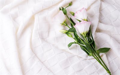 eustoma, fiori, bianco, di maglia, tessitura, eustoma ramo, fiori bellissimi