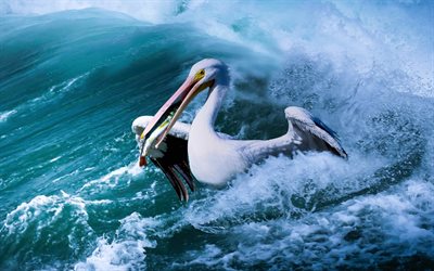 Pelican, fishing, sea, waves, wildlife, Pelecanidae