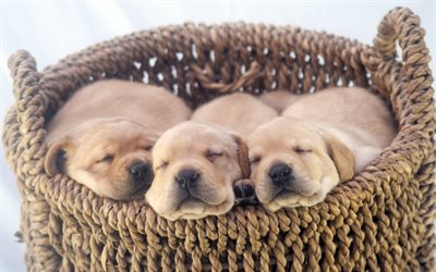 Labradors, little puppies, golden retriever puppies, sleeping puppies, cute animals, pets, puppies in a basket