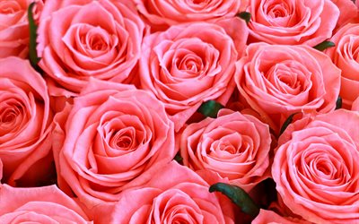 rosa rosen, gro&#223;e knospen von rosa rosen, hintergrund mit rosa rosen, rosenhintergrund, rosa rosenknospen