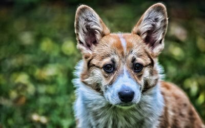 Corgi, HDR, mascotas, Welsh Corgi, perros, verano, close-up, lindo perro, Perro Corgi Gal&#233;s, Pembroke Welsh Corgi