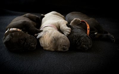Shar Pei, little puppies, cute animals, dogs, sleeping puppies, pets