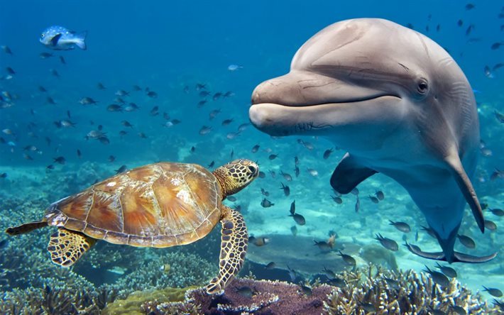Dolphin, turtle, ocean, underwater world, corals