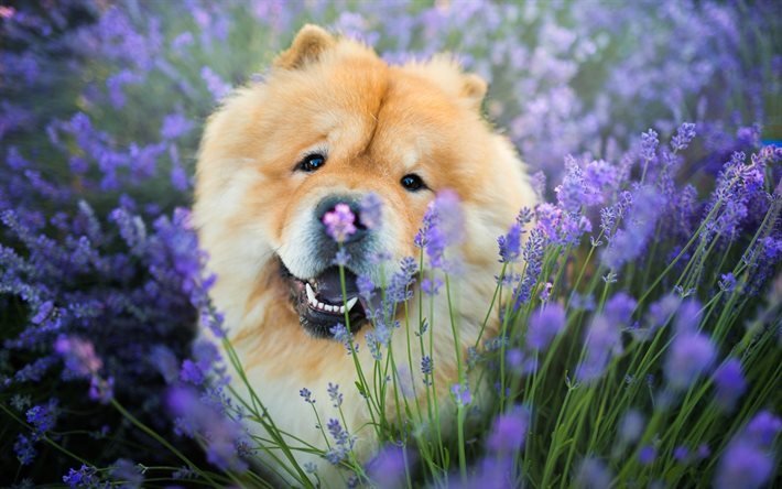 Chow-chow, perros, лаванда, animales divertidos