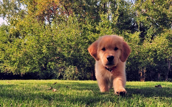 dogs, golden retriever, lawn, small dog, puppy, grass, cute animal, labrador
