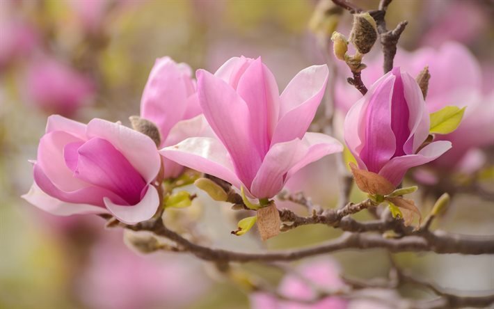 Magnolia, kev&#228;&#228;n kukat, kev&#228;t, vaaleanpunaiset kukat