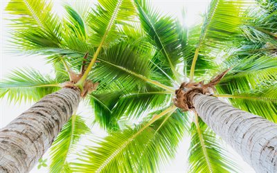 large green palm leaves, bottom view, coconuts, palm trees, tropical islands