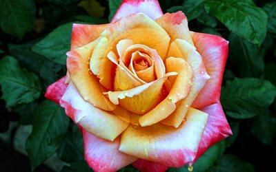 pink rose, macro, pink flowers, dew, beautiful flowers, bokeh, pink buds, roses
